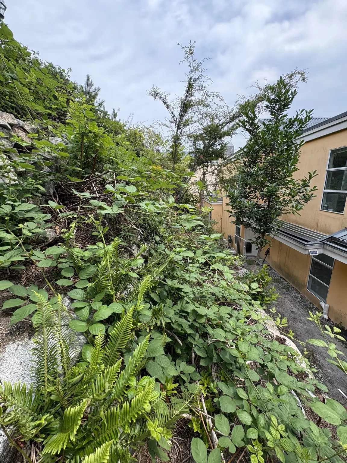 Dense blackberry growth covering a sloped yard