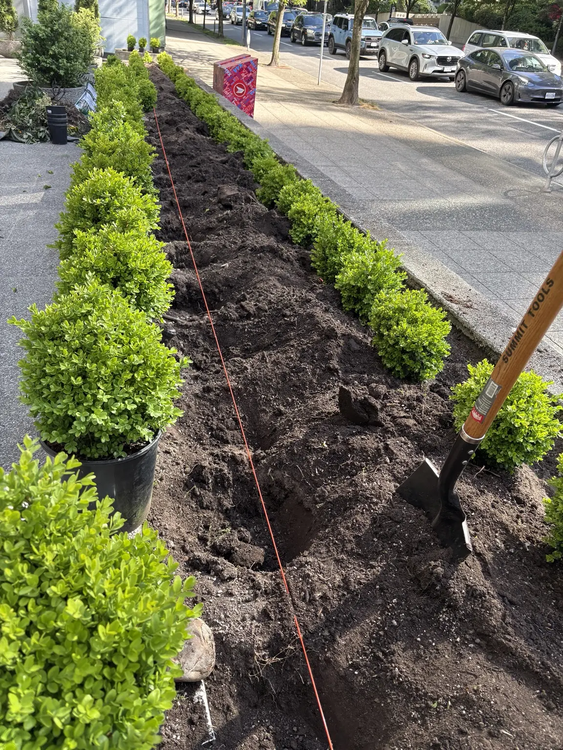 Boxwood plants aligned during installation