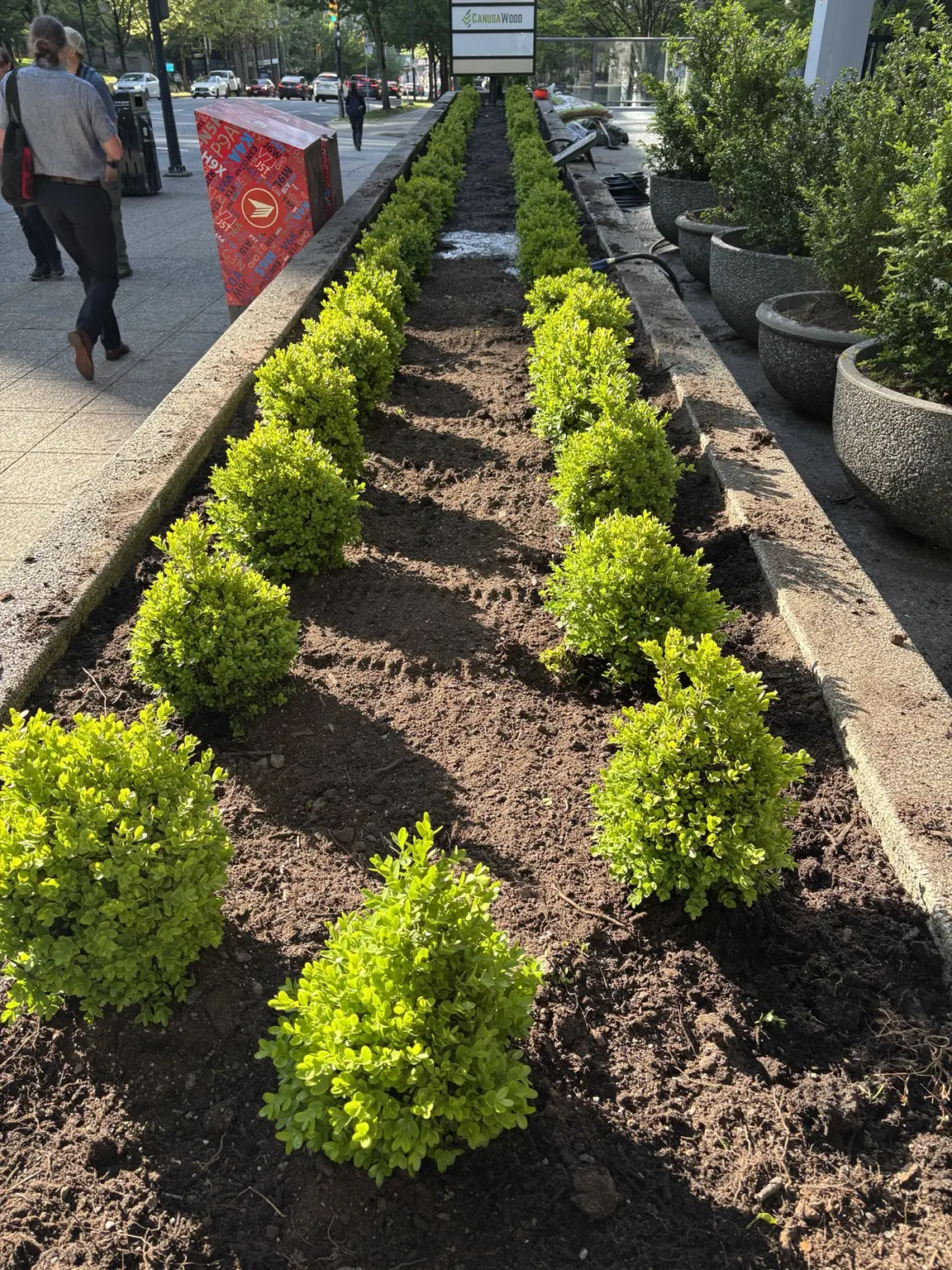 Boxwood shrubs being planted in prepared soil