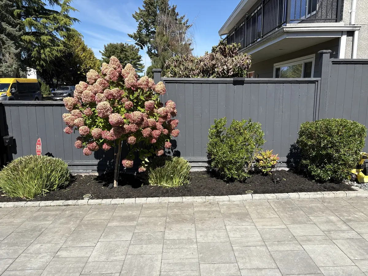 Front garden bed after cleanup, boxwood trimming and fresh mulch