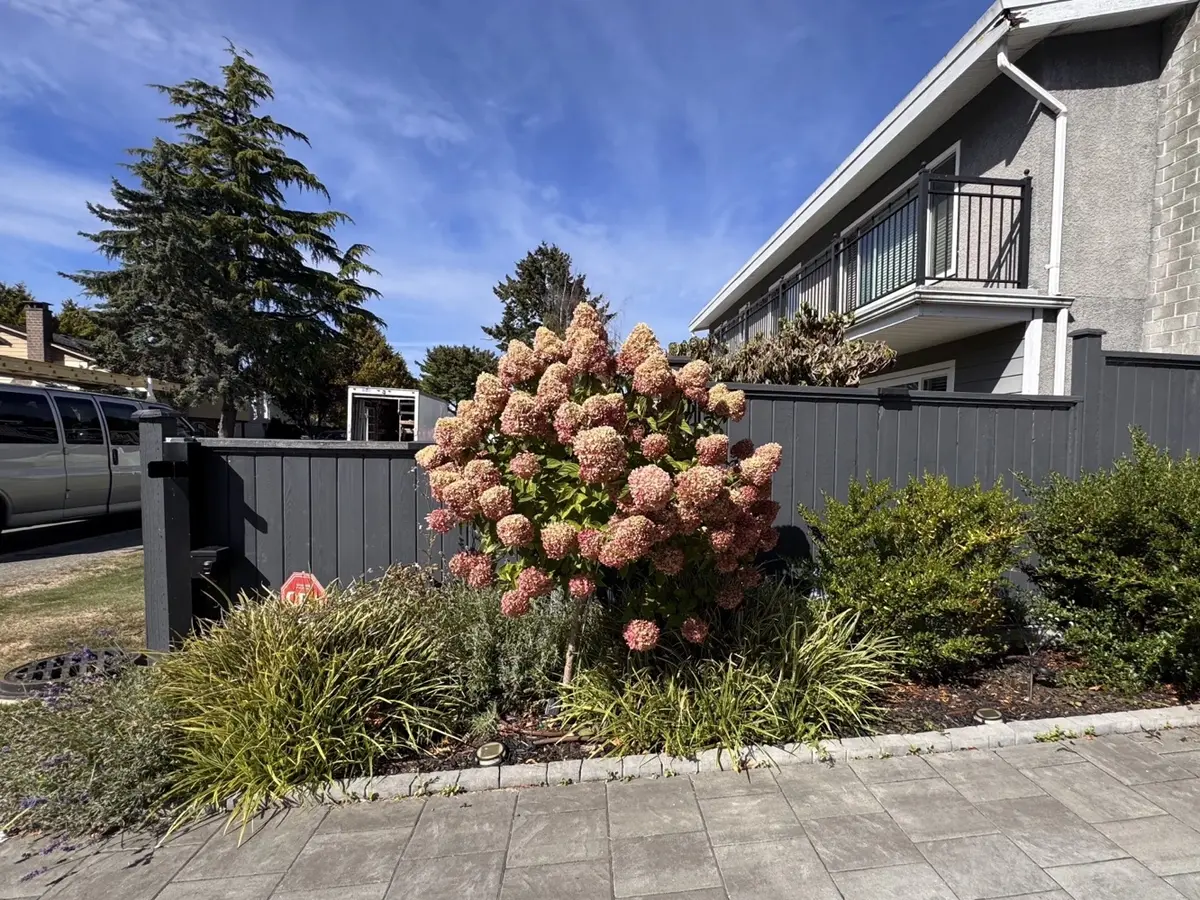 Overgrown front garden bed before weeding and shrub trimming in Metro Vancouver
