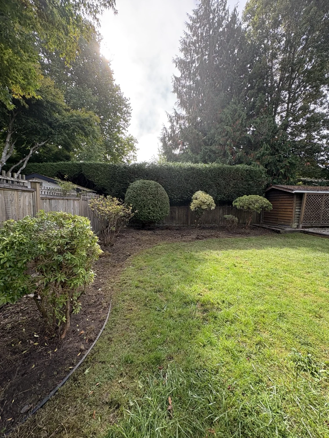 Backyard shrubs — After