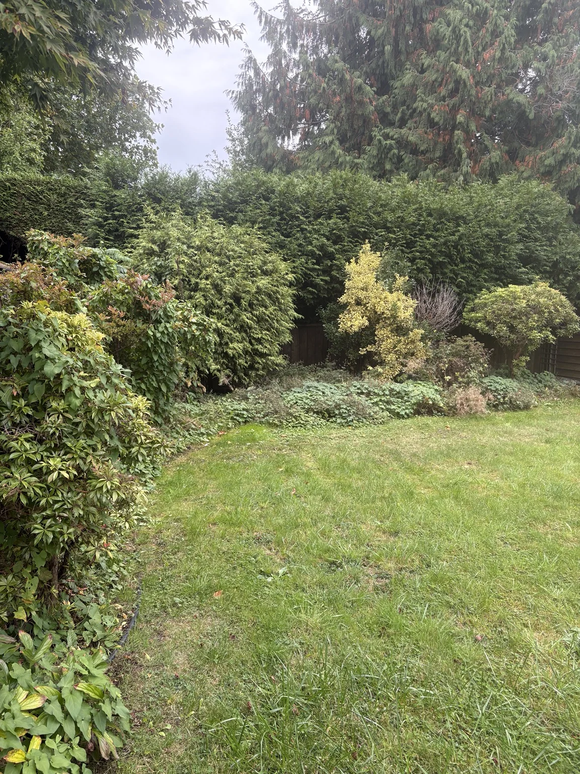 Backyard shrubs — Before