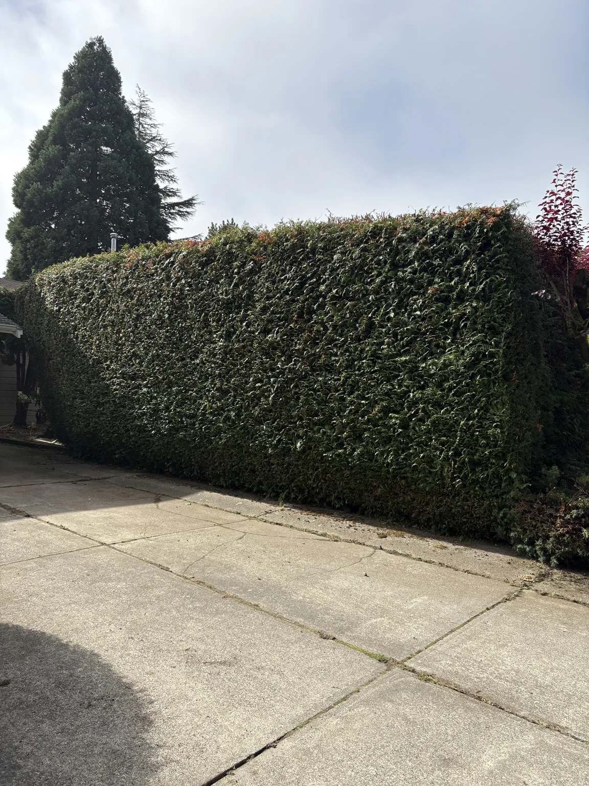 Driveway hedge — After