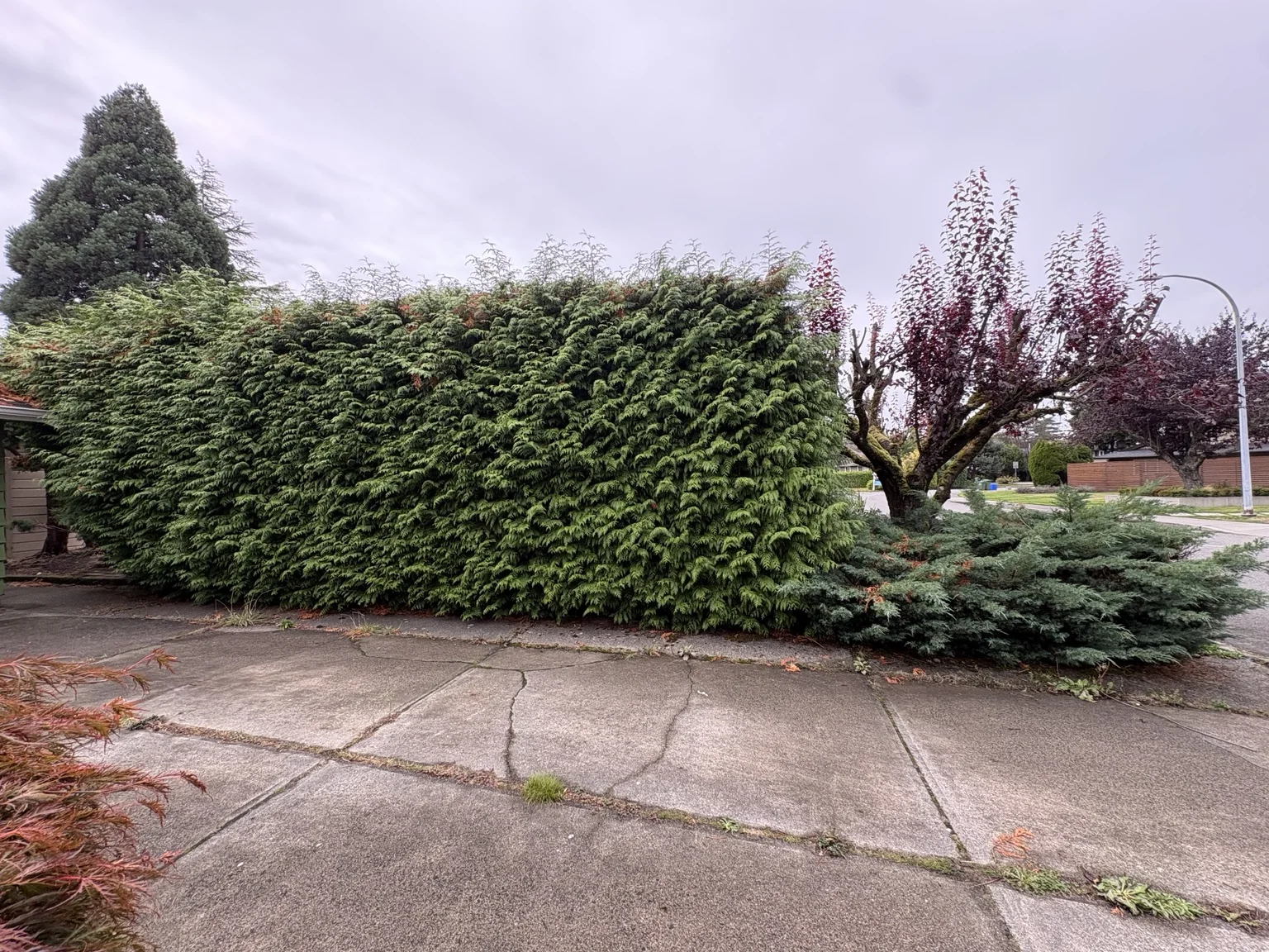 Driveway hedge — Before