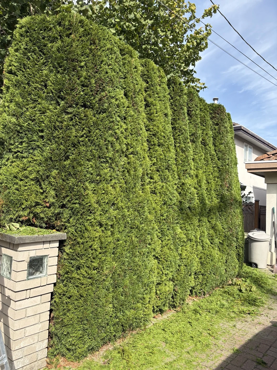 Front entrance hedge — After trimming