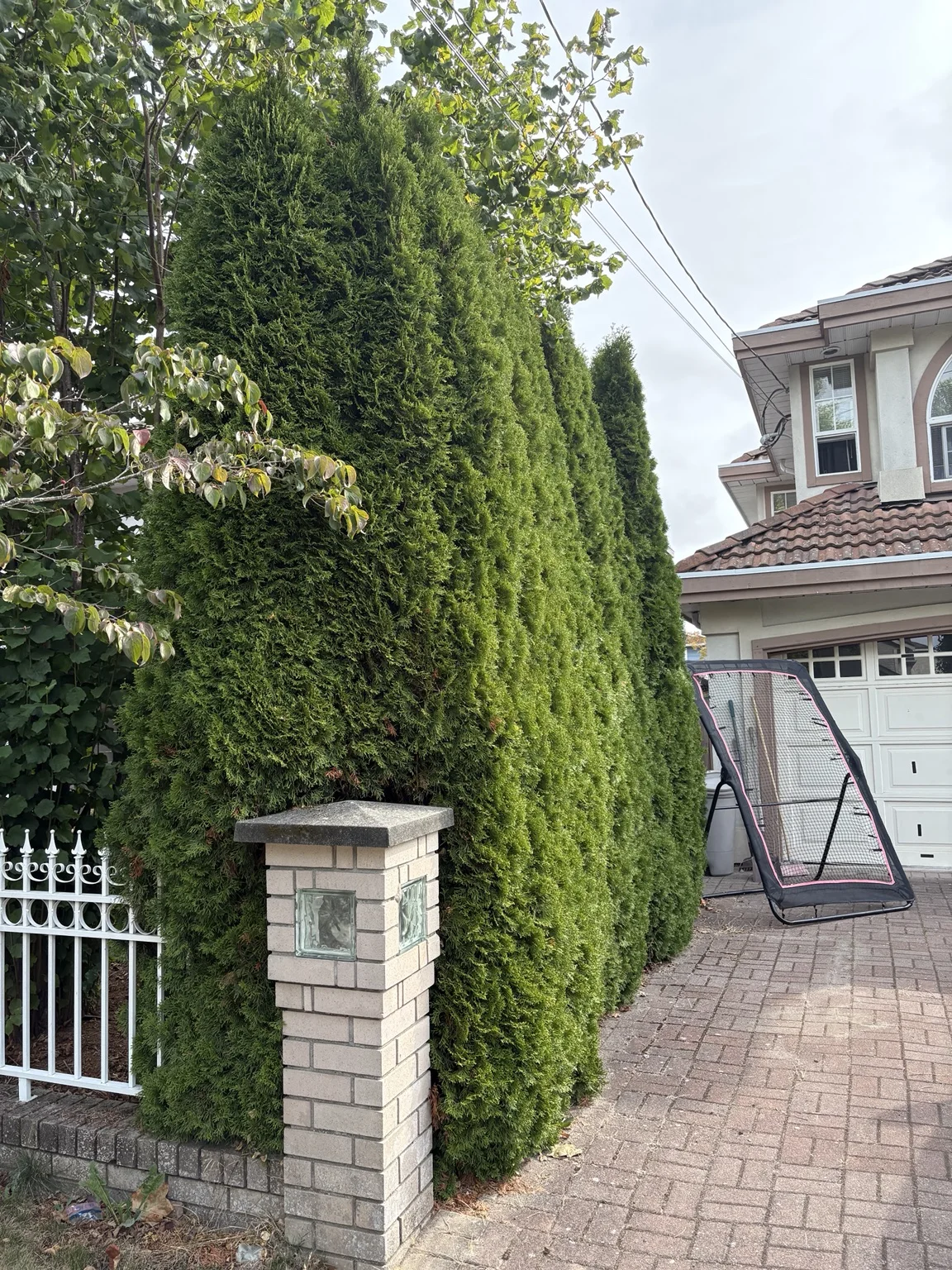 Front entrance hedge — Before trimming
