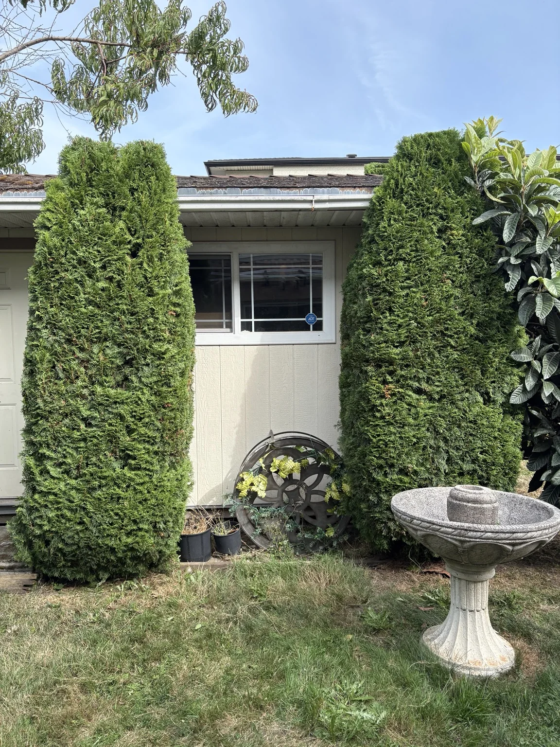 Standalone shrubs — After trimming