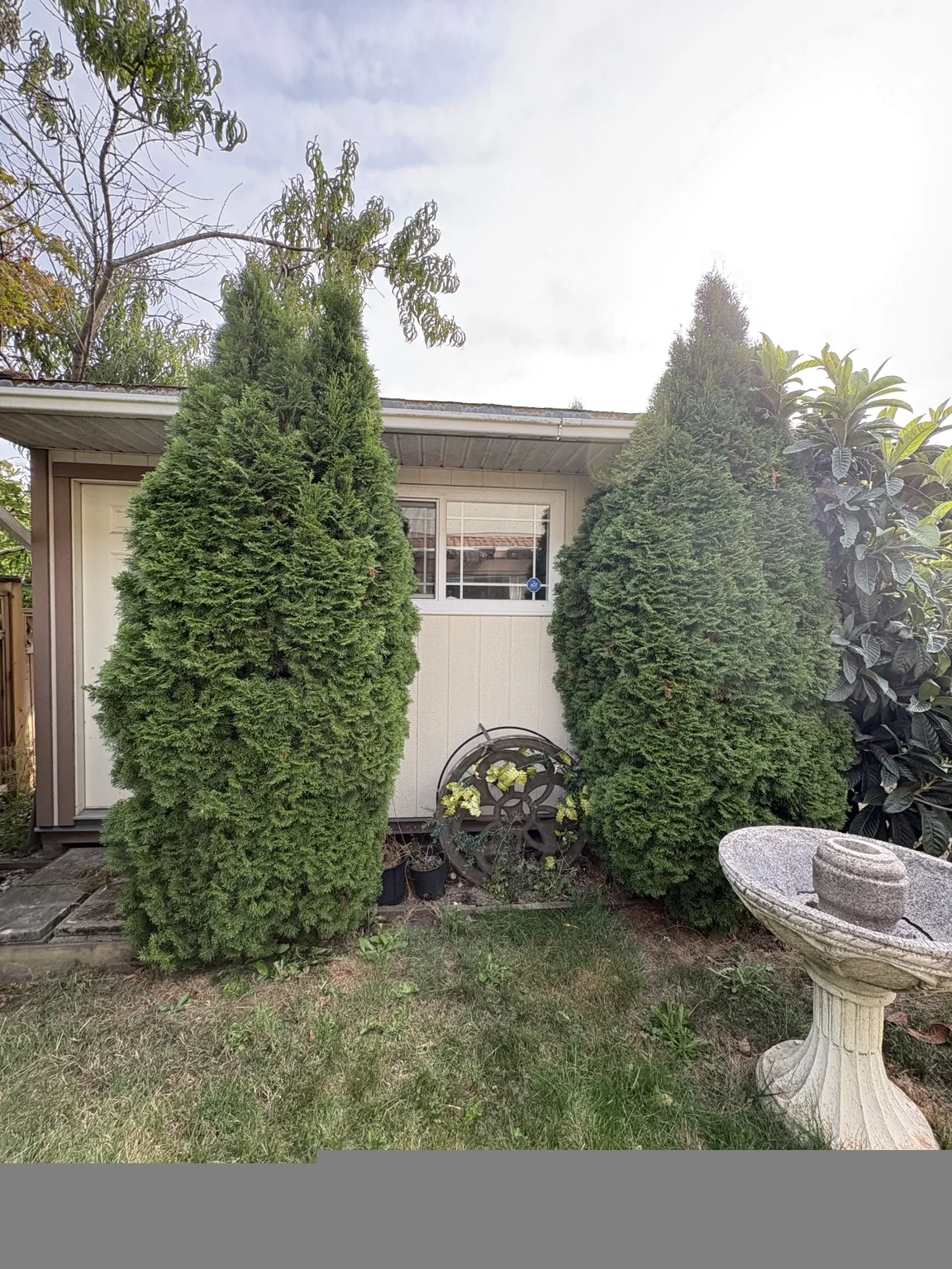 Standalone shrubs — Before trimming