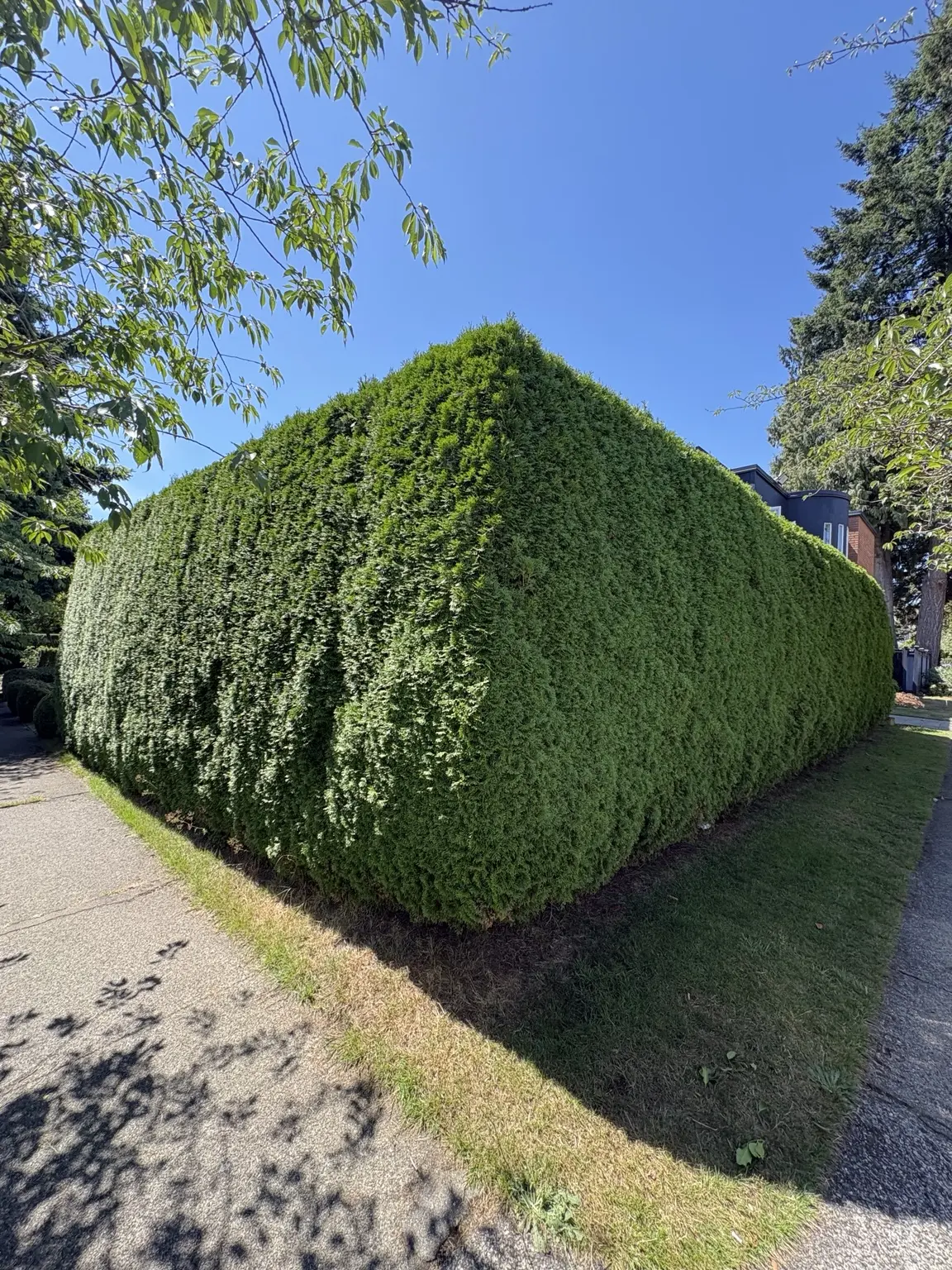 Large residential hedge before trimming in Vancouver area