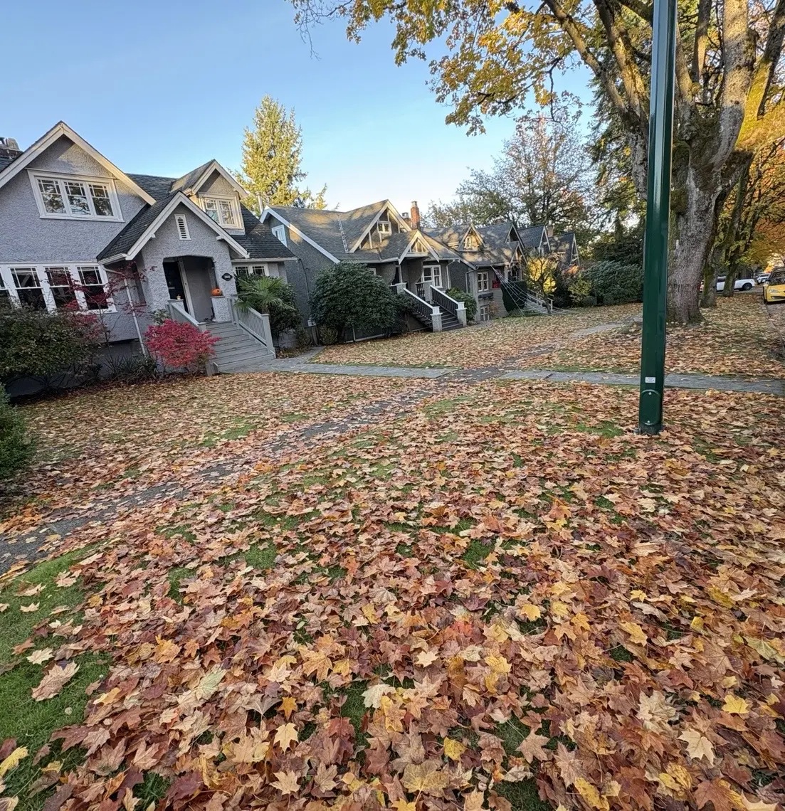 Fallen autumn leaves covering the front lawn and paths before leaf cleanup