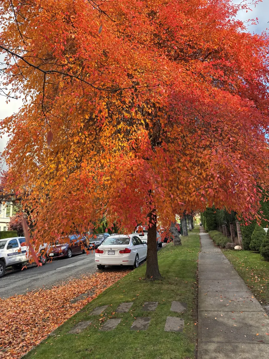 Grass verge and walkway after leaf clearing with remaining leaves along the curb