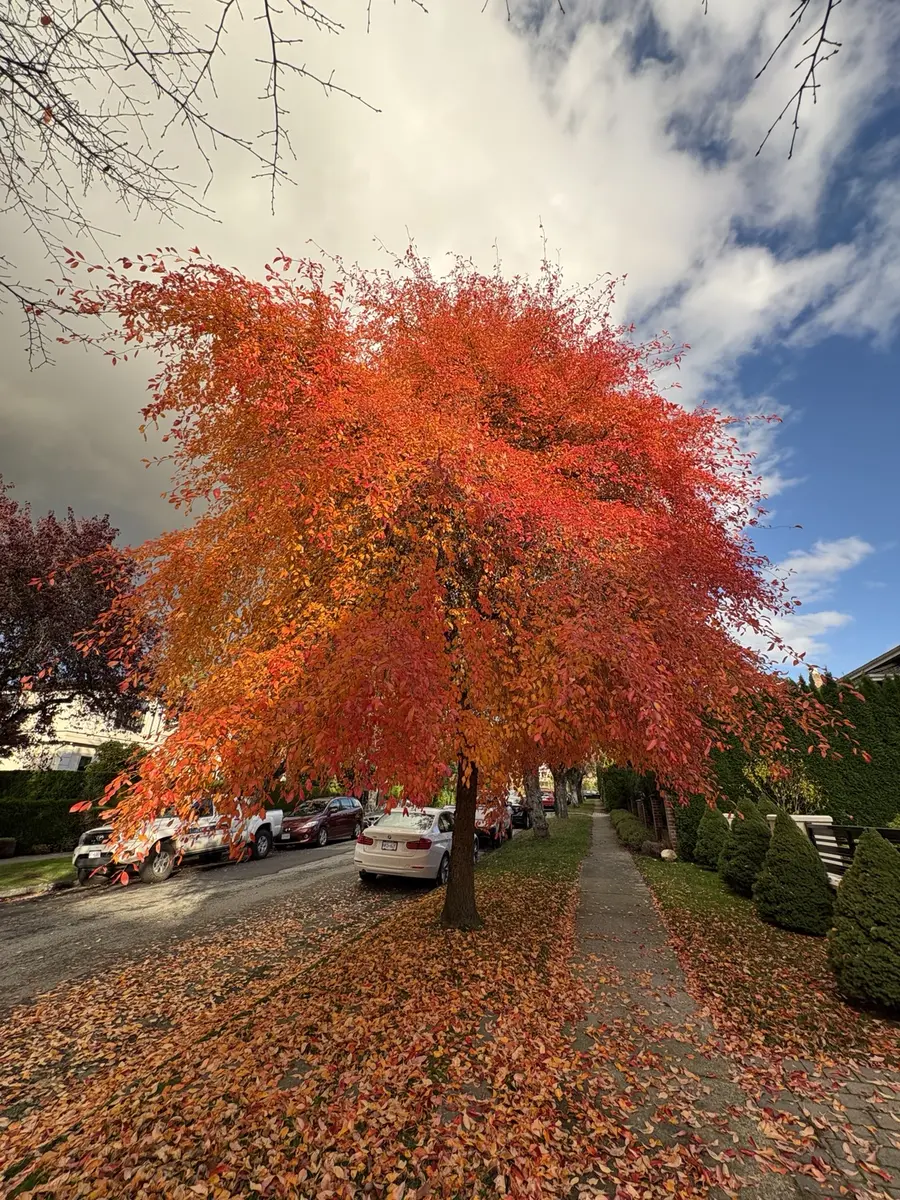 Leaves covering the grass verge beneath a red autumn tree before cleanup