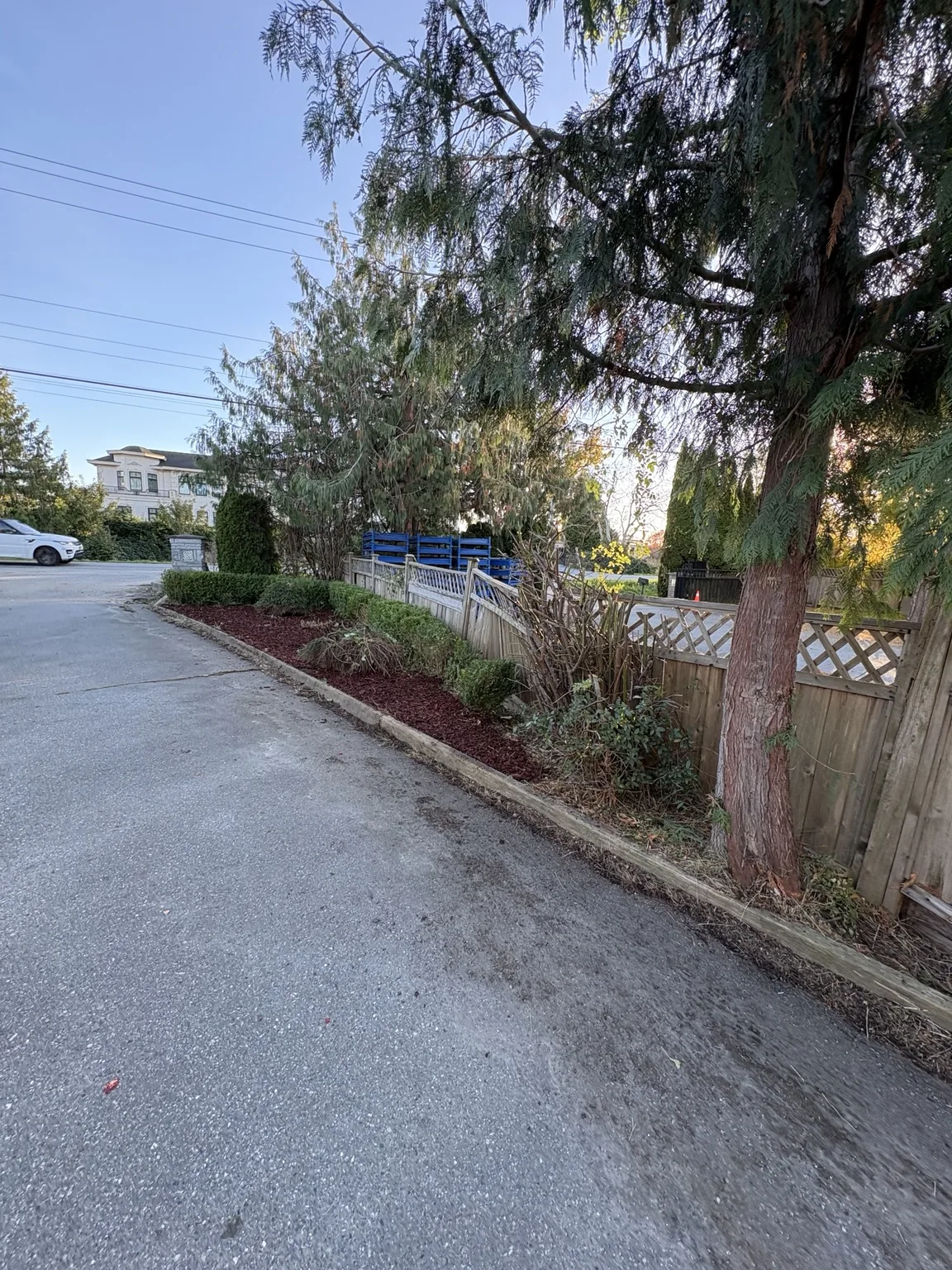 Overgrown Yard Cleanup & Vine Removal — After