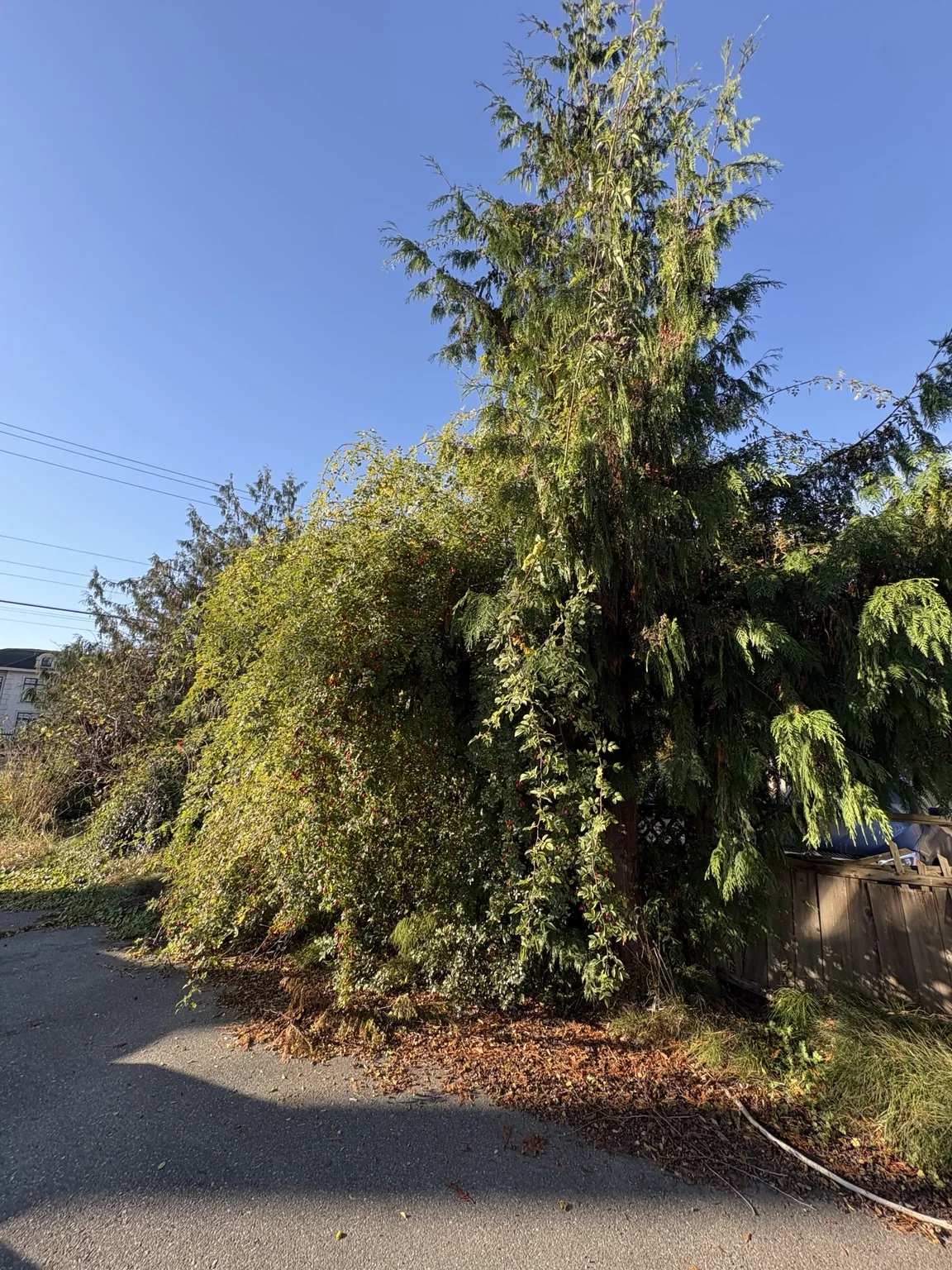 Overgrown Yard Cleanup & Vine Removal — Before