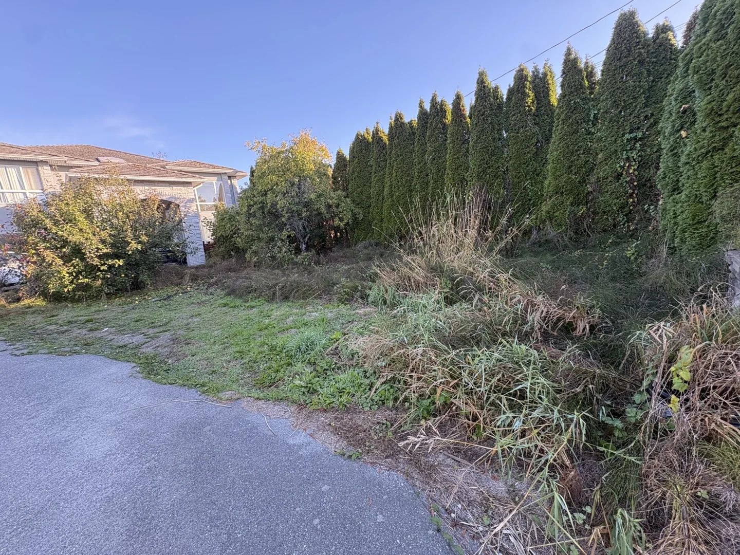 Tall-weed clearing — Before