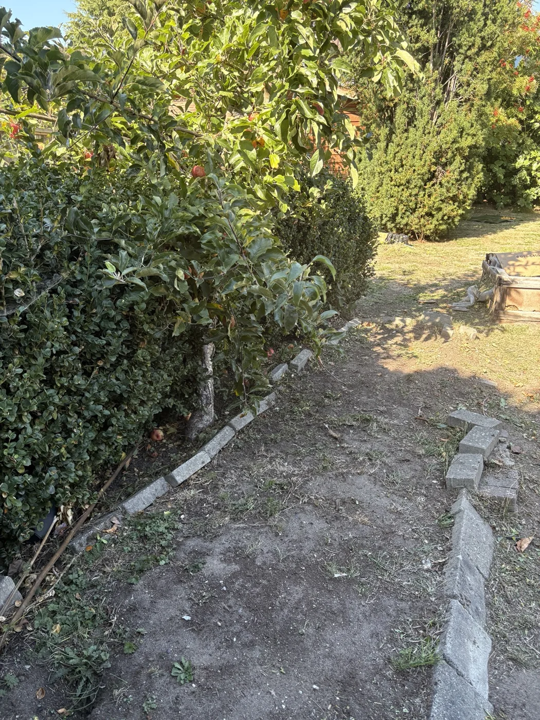 Routine yard care and fallen-fruit cleanup — After