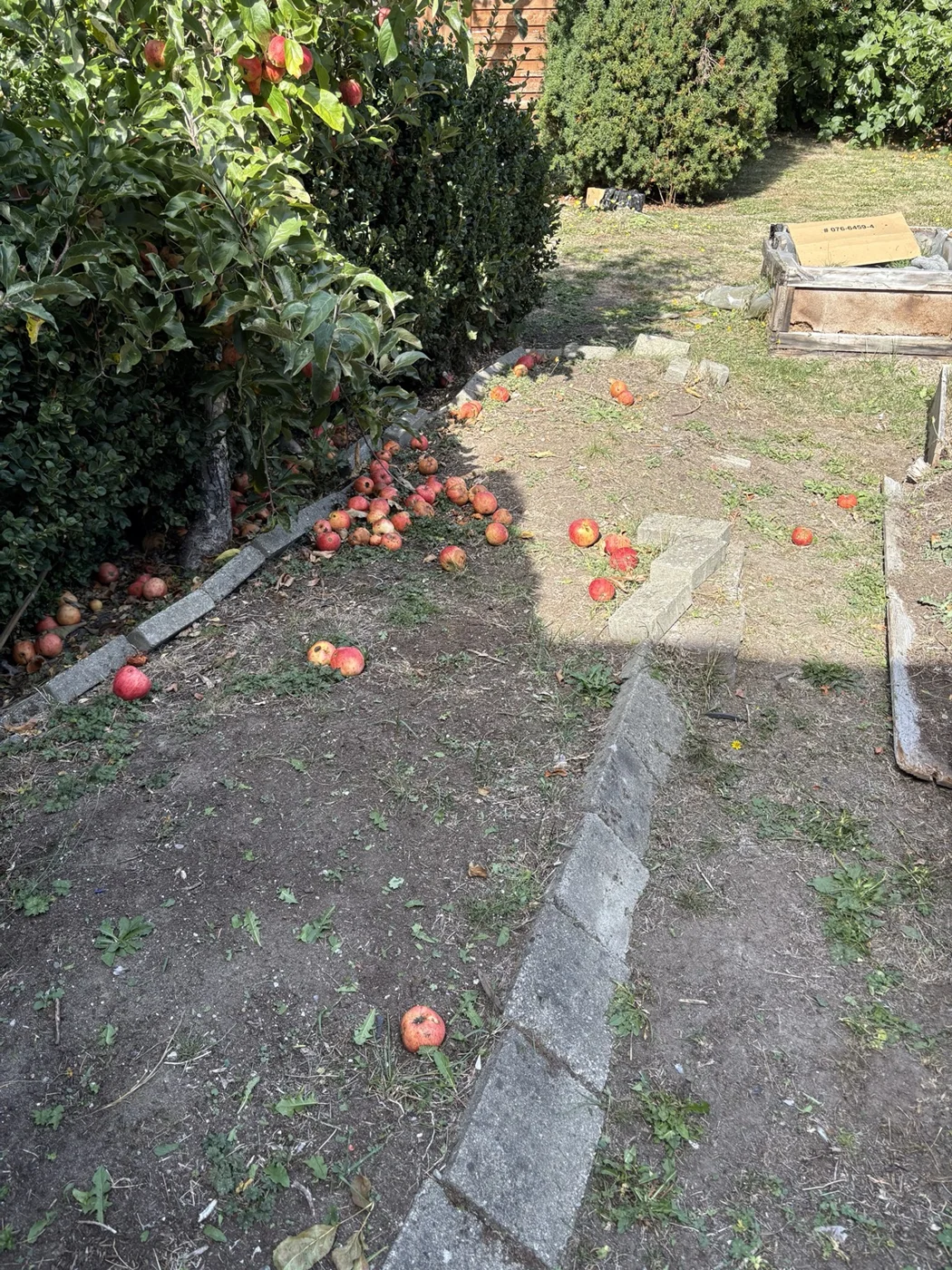 Routine yard care and fallen-fruit cleanup — Before