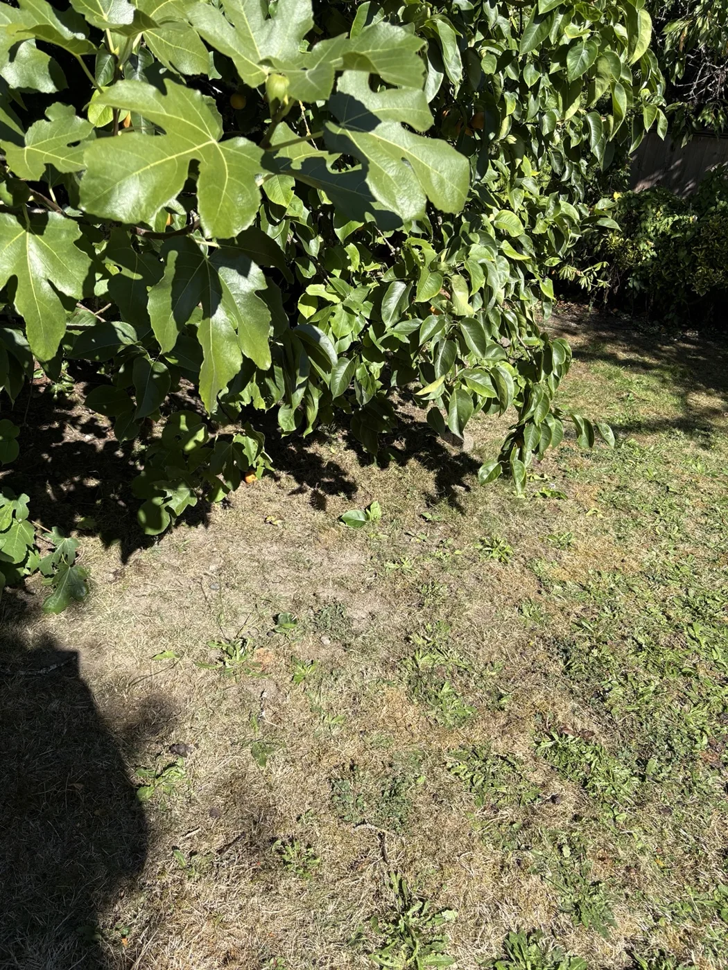 Beneath the fruit tree — After