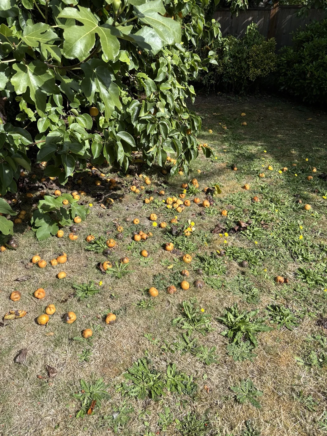 Beneath the fruit tree — Before