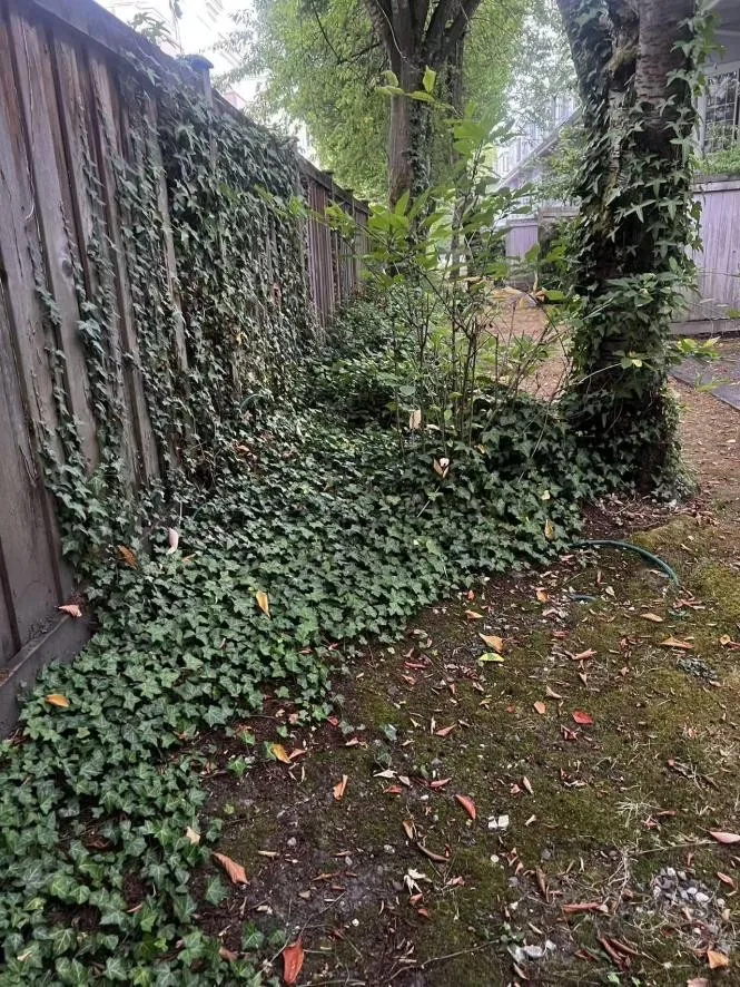 Richmond Strata Cleanup & Landscape Maintenance — Before
