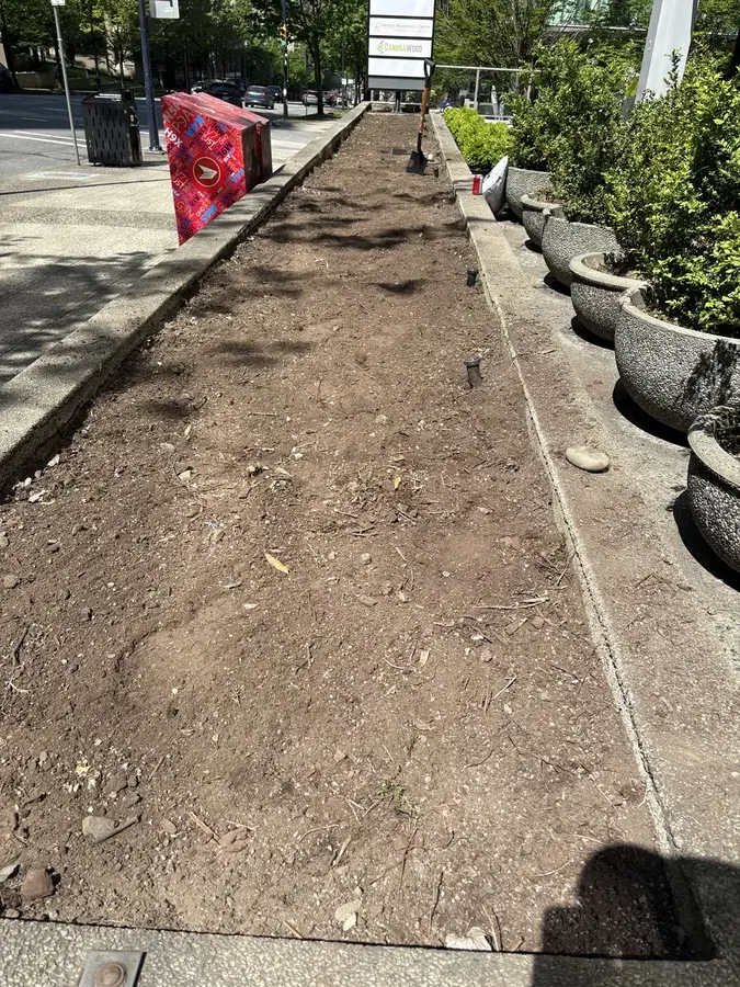 Boxwood planting & mulch — Before