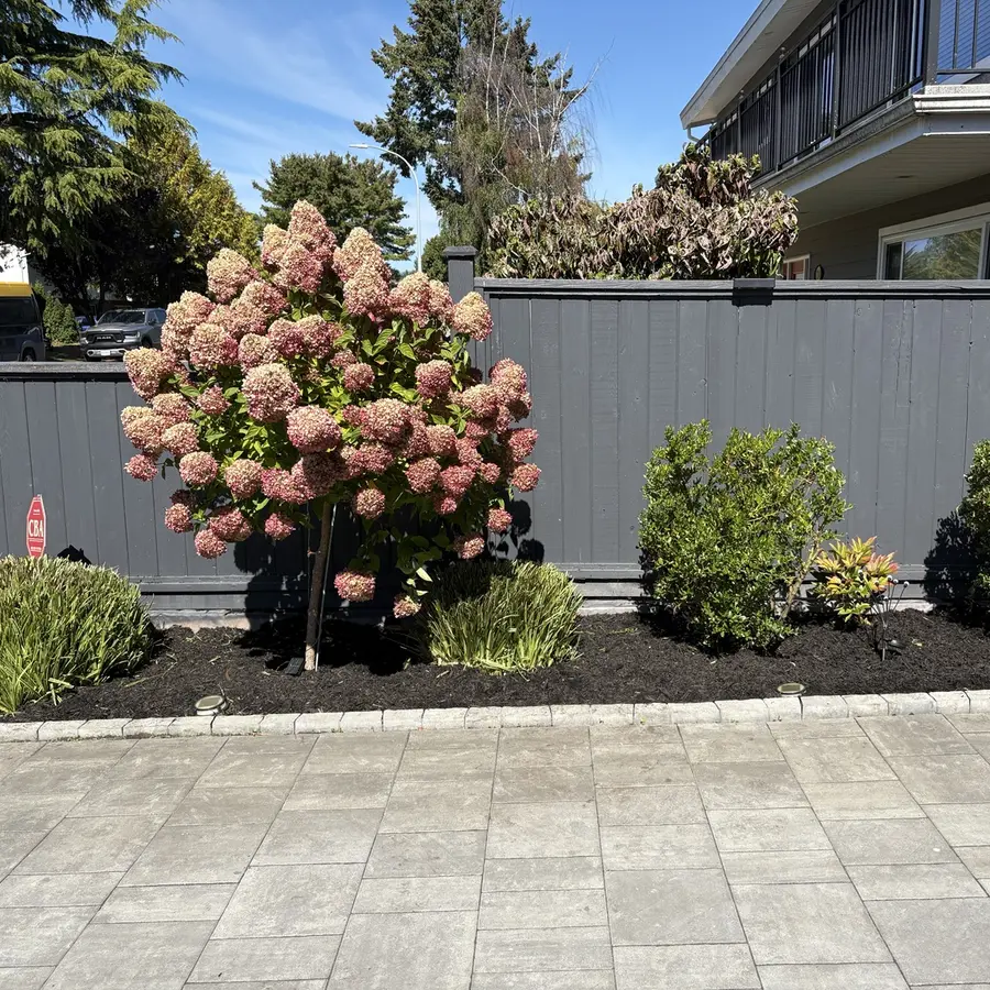 Front garden cleanup & mulch — After