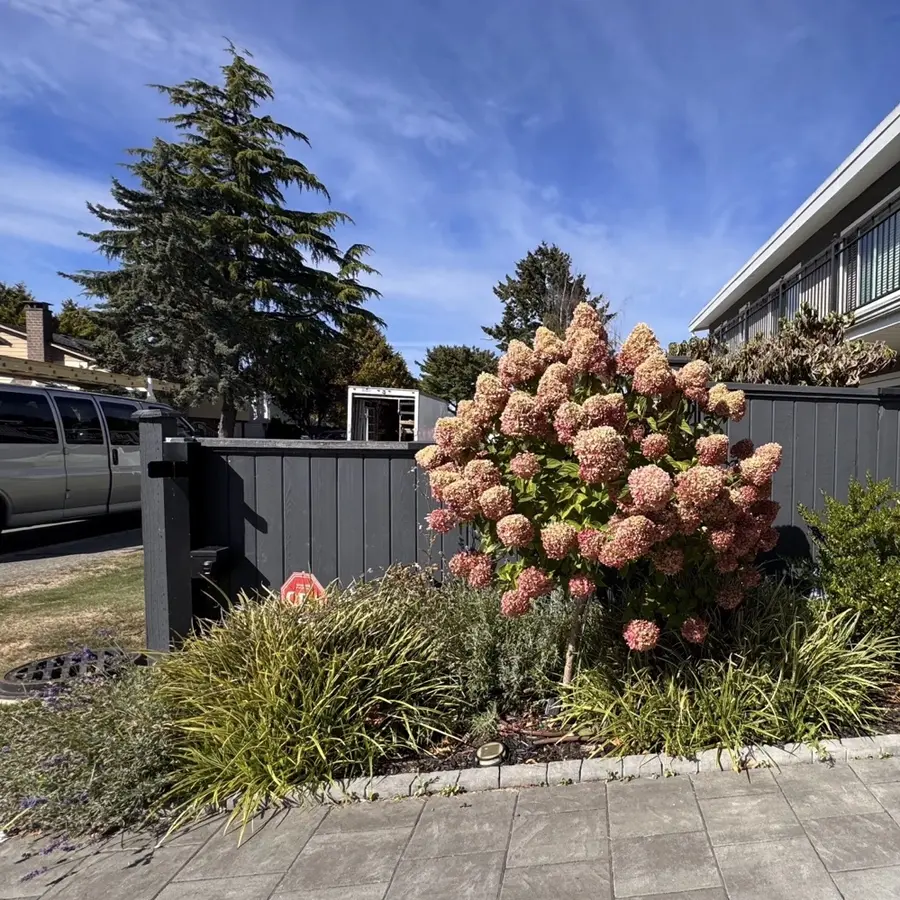 Front garden cleanup & mulch — Before