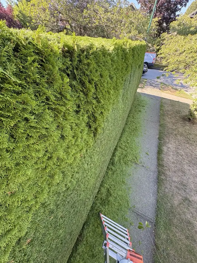 Hedge trimming — After