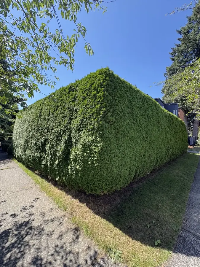 Hedge trimming — Before