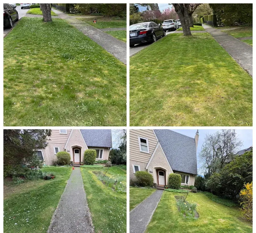 Front lawn transformation
