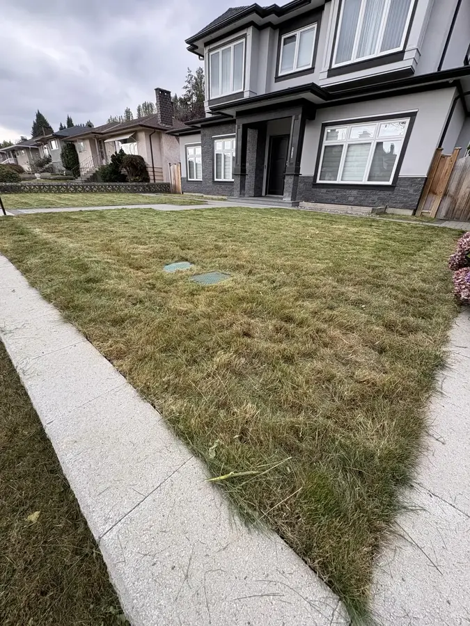 Overgrown lawn recovery — After