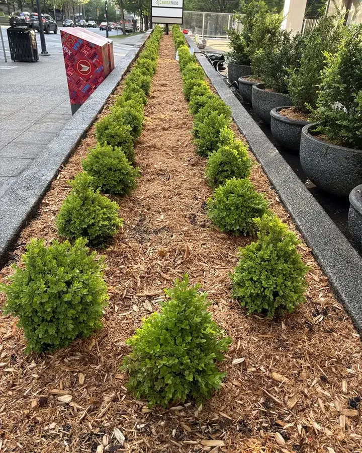 Boxwood planting & mulch — After