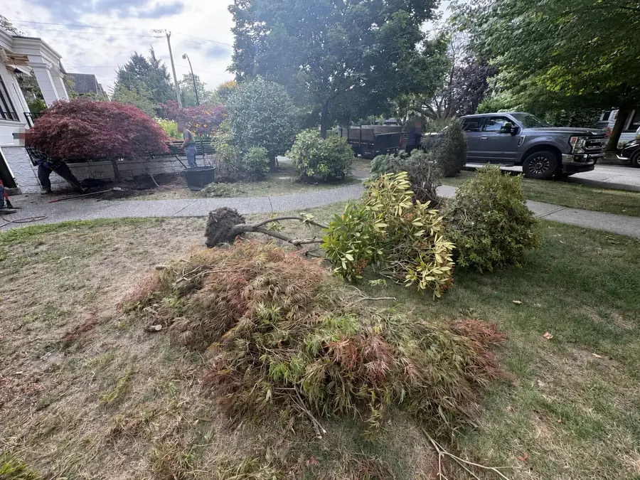Shrub & root removal