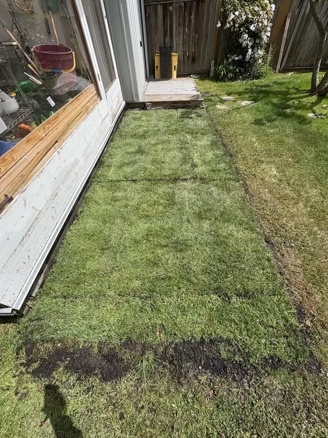 New sod installation — After