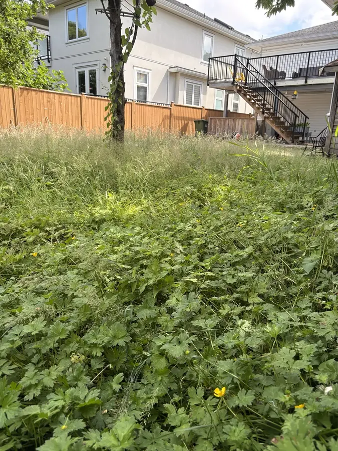 Overgrown yard cleanup — Before