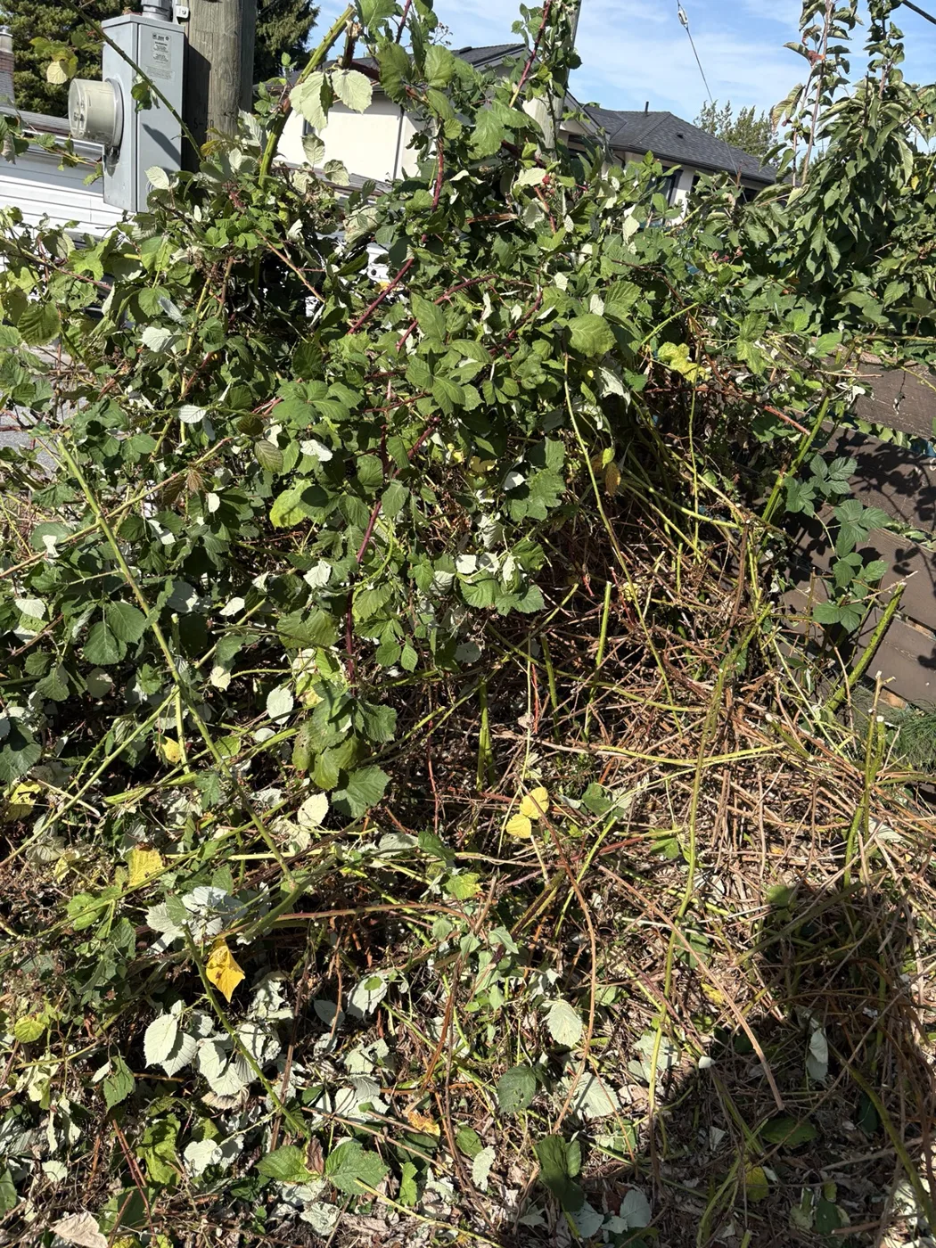 Blackberry growth before clearing