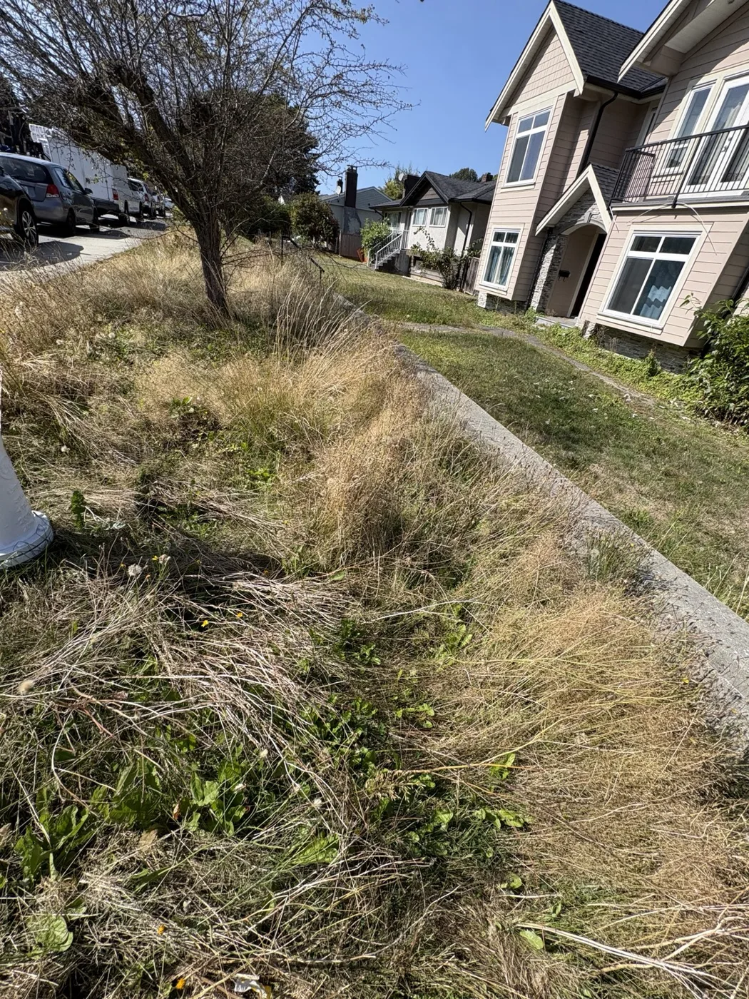 Overgrown front and backyard cleanup — Before